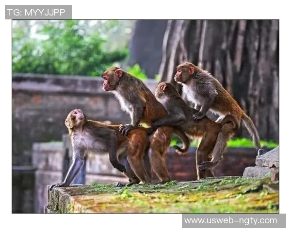 猴子踢足球的趣味瞬间展现动物运动天赋与团队合作精神 猴子踢足球的趣味瞬间展现动物运动天赋与团队合作精神